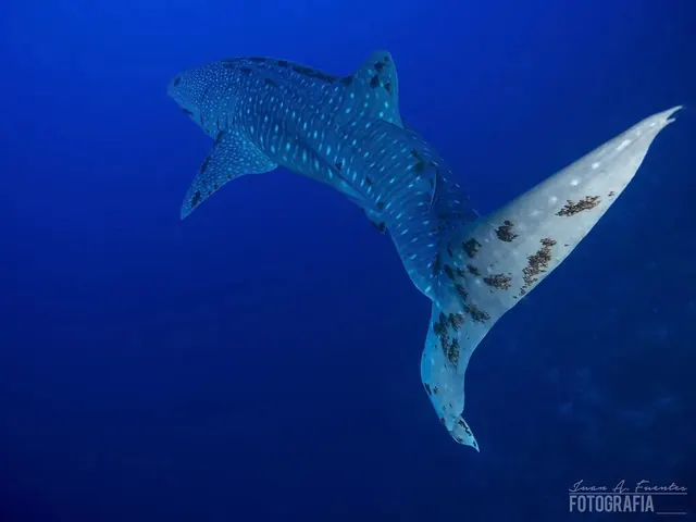 Whale shark at Jessie Beazley; representative of Tubbataha