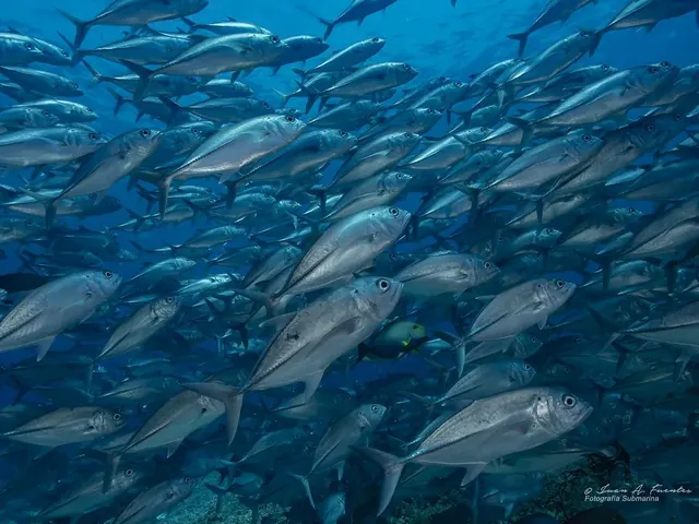 Bigeye trevallies at Delsan Wreck; diving Tubbataha