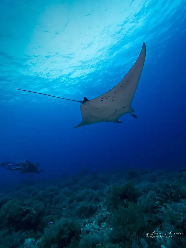 Giant manta at Black Rock; diving Tubbataha