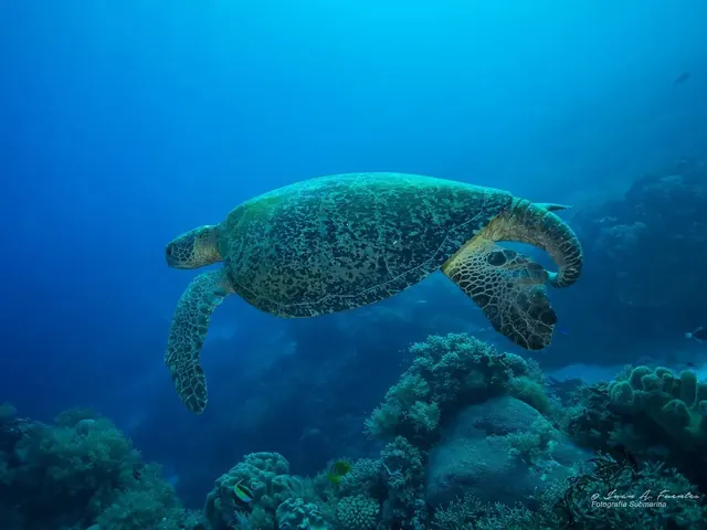 Sea turtle at Trigger Fish City; diving Tubbataha