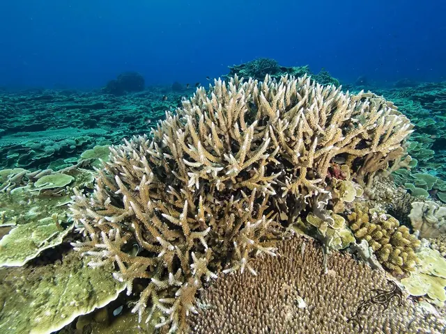 Staghorn coral at Jessie Beazley; diving Tubbataha
