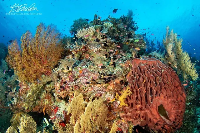 Tubbataha reef scene; diving Tubbataha