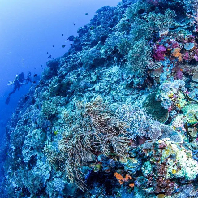 A diver above Wakatobi's coral slope; representative of Wakatobi