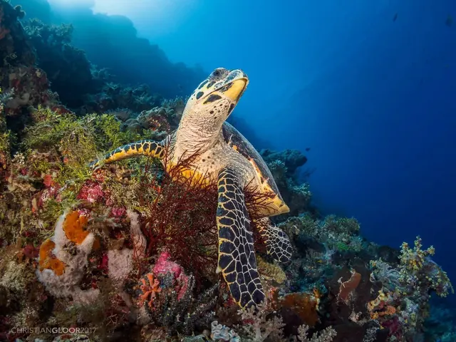 Hawksbill turtle in Wakatobi; diving Wakatobi
