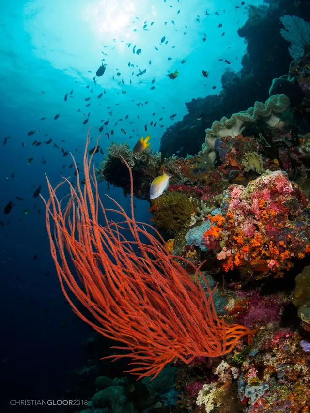 Fishscape, Wakatobi; diving Wakatobi