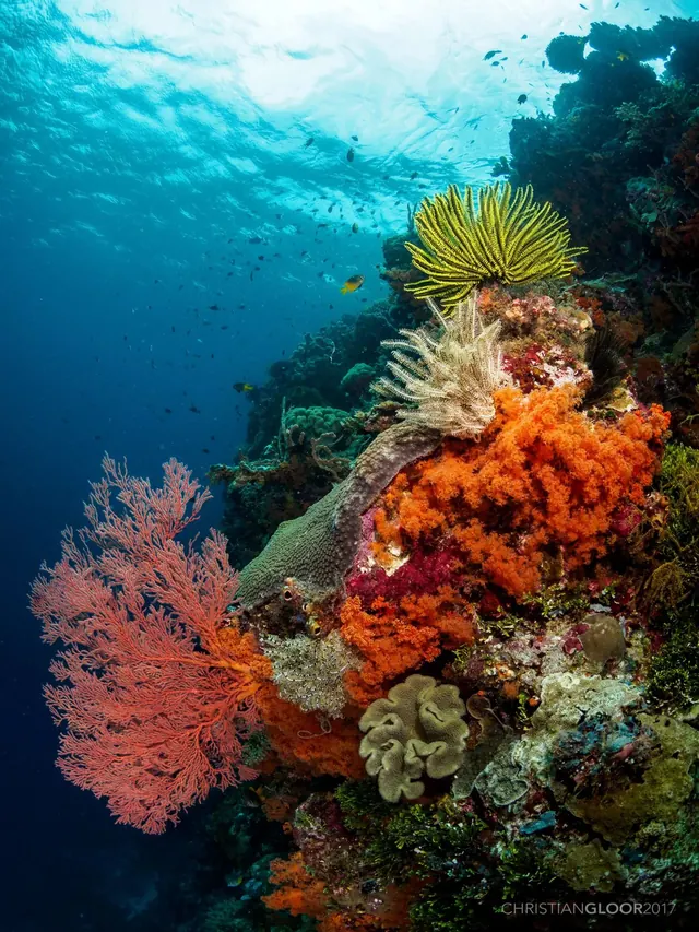 Reef bouquet, Wakatobi; diving Wakatobi