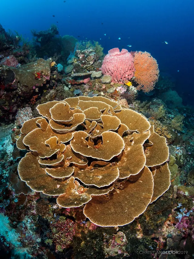Turbinaria coral in Wakatobi; diving Wakatobi